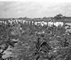 Campesinos en la milpa.